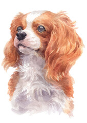 Water colour painting of Cavalier King Charles Spaniel .