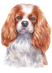 Water colour painting of Cavalier King Charles Spaniel .