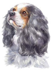 Water colour painting of Cavalier King Charles Spaniel .