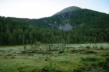 Marshland at a hiking path in Norway