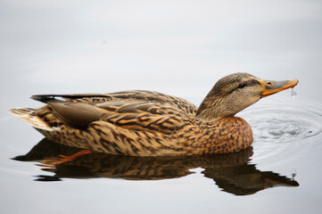 duck in the water