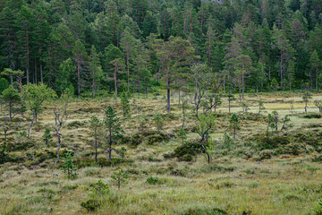 Fototapeta na wymiar Marshland at a hiking path in Norway