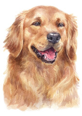 Water colour painting of Golden Retriever