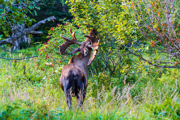 Bull moose with velvet antlers foraging in a green meadow during the summer in the Chugach Mountains near Anchorage, Alaska 