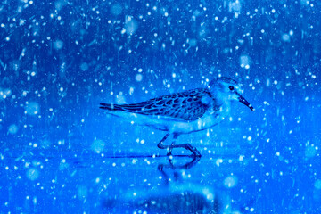 Winter season and animals. Falling snow. Blue nature background. Bird Little stint.