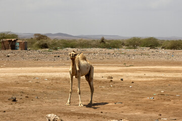 Camel in africa