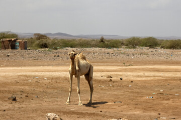 Camel in africa
