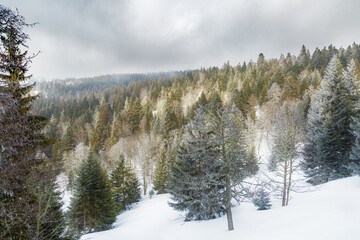Sapins enneigés dans la foret à Autrans