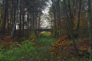 Alte vergessene Brücke im Wald