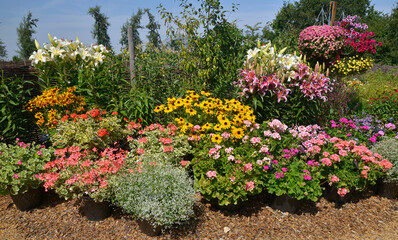 Fototapeta na wymiar A colourful well planted flower border with mixed planting