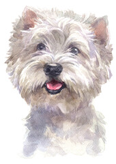 Water colour painting of west Highland white Terrier