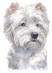 Water colour painting of west Highland white Terrier