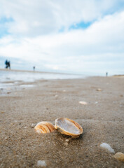 Fototapeta na wymiar Sea shells on a beach, Sylt, Germany