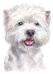 Water colour painting of west Highland white Terrier