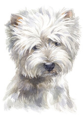Water colour painting of west Highland white Terrier