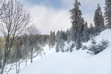Sapins enneigés dans la foret à Autrans