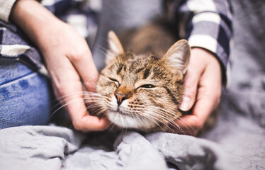 the cutest cat rubs on a caressing hand