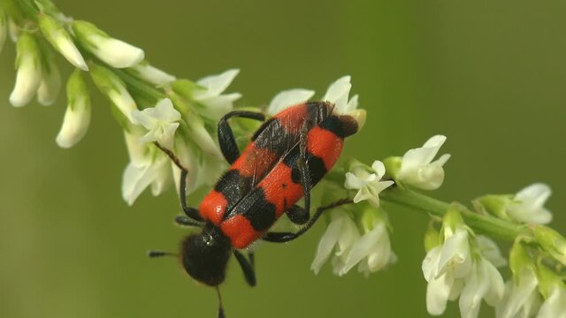 Red Mylabris (Mylabris) fricincta eats petals of white flower in wild field. Macro view insect in wildlife