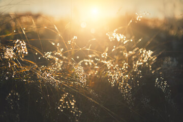 Wild grasses with morning dew at sunrise. Macro image, shallow depth of field. Vintage filter....