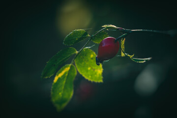 Reife Hagebutte im Herbst