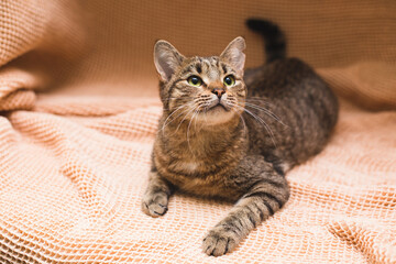 portrait of adorable cat on blurred background