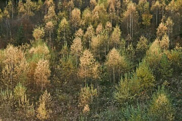 Fototapeta premium Fond arbres minimaliste automne