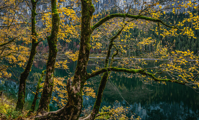 Obraz premium Gosausee im Herbst