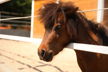 Cute pony in paddock on sunny day. Pet horse