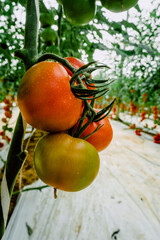 greenhouse tomatoes agriculture spain vegetables food plants