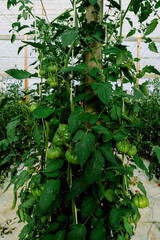 Fototapeta na wymiar greenhouse tomatoes agriculture spain vegetables food plants