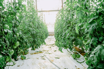 greenhouse tomatoes agriculture spain vegetables food plants