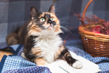 portrait of adorable cat on blurred background
