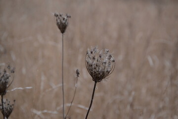 thistle flower