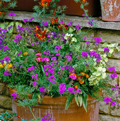 Fototapeta na wymiar Attractive floral display in garden containers