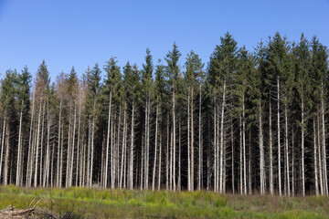 kiefernwald neben einer wiese