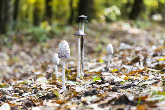  Porzellantintling, Tintenpilz im Wald