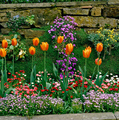 Colourful Spring Flower Bed with mixed planting including Tulips