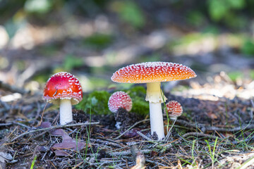 fliegenpilz nach dem Regen im wald