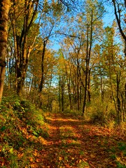 autumn in the forest