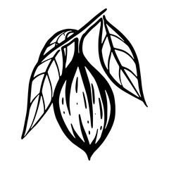 cocoa on a branch hand drawing. vector isolated on white background