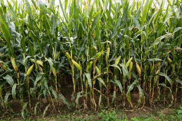 Corn field before harvest_Baden-Wuerttemberg, Germany