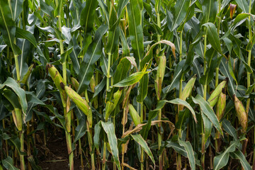 Fototapeta premium Corn field before harvest_Baden-Wuerttemberg, Germany