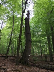 Heilige Hallen, Buchenwald bei Feldberg