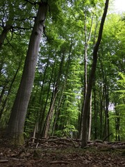 Heilige Hallen, Buchenwald bei Feldberg