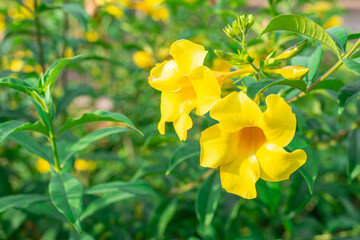 Caesalpinia flower on blurred green leaf background