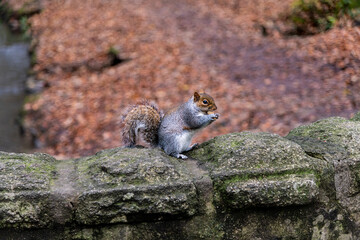 A grey squirrel sitting on a stone bridge whilst eating a nut