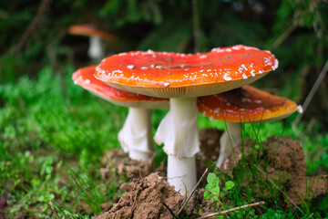 Red fly agarics at pine tree forest