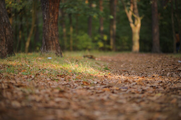 Fallen leaves in the forest. Autumn landscape.
