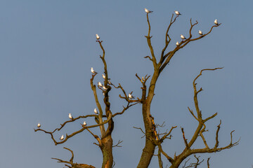 Gulls roosting in a tree in winter sun