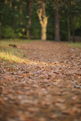 Fallen leaves in the forest. Autumn landscape.
